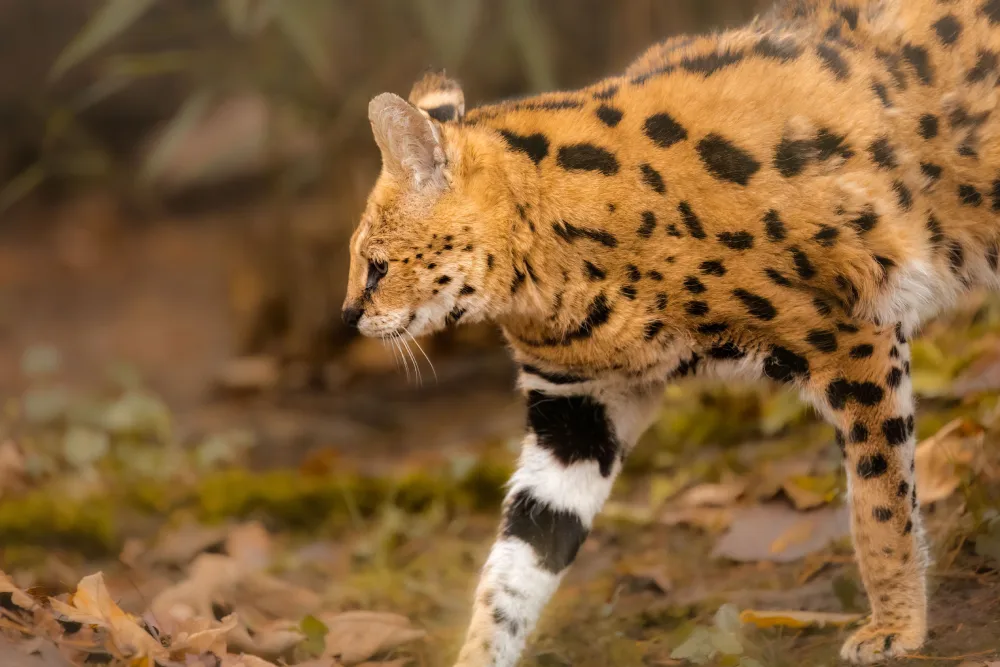 A serval walks through a natural habitat with brown and green foliage, showcasing its spotted and striped fur pattern.