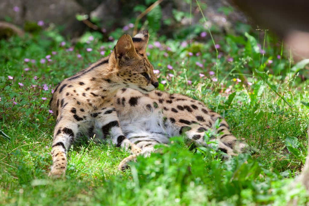 A serval with spotted fur lies on green grass, looking over its shoulder, surrounded by small purple flowers and plants.
