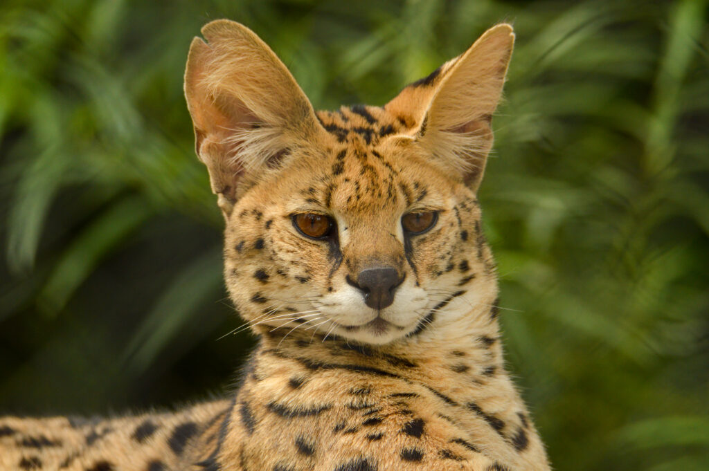 A serval with a spotted coat and large ears looks forward, with green foliage blurred in the background.