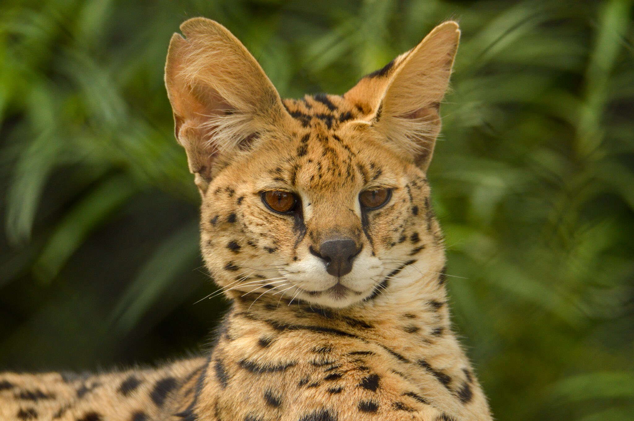 Servals | Big Cat Education at Central Florida Animal Reserve