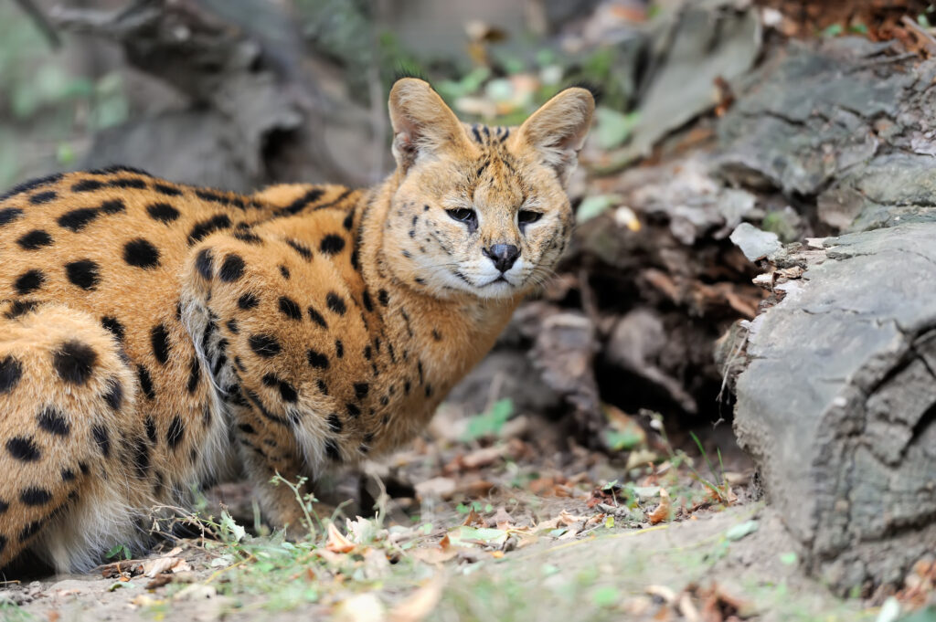 A serval with a golden coat and black spots stands on the ground near rocks and foliage, looking toward the camera.