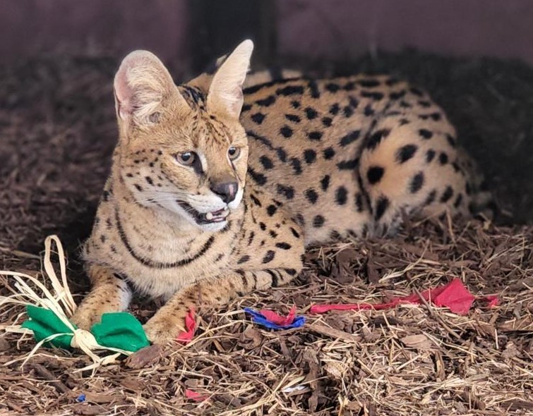 A serval with spotted fur lies on mulch, surrounded by pieces of colorful fabric and straw.