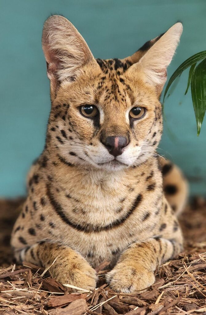 A serval cat with spotted fur and large ears lies on wood chips, facing the camera against a teal background.