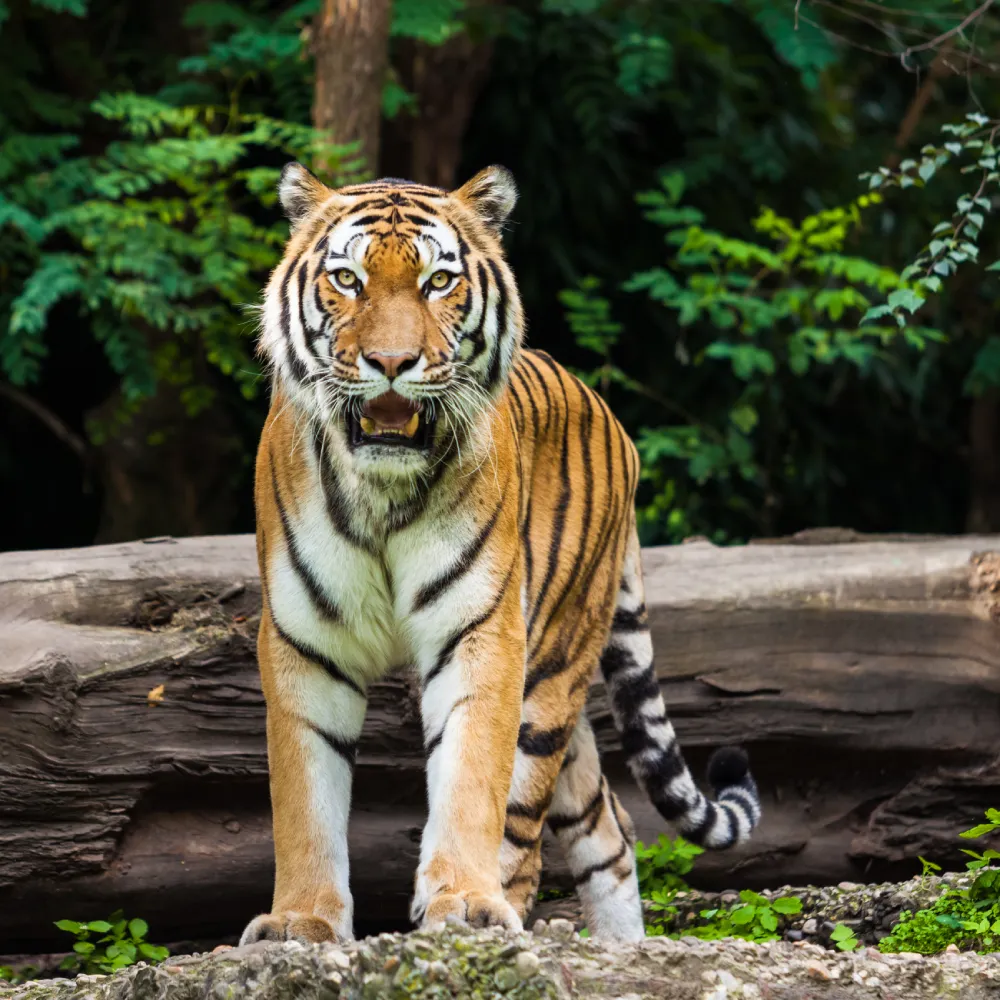 A Bengal tiger stands on rocky ground in front of a fallen log, with green foliage and trees in the background.