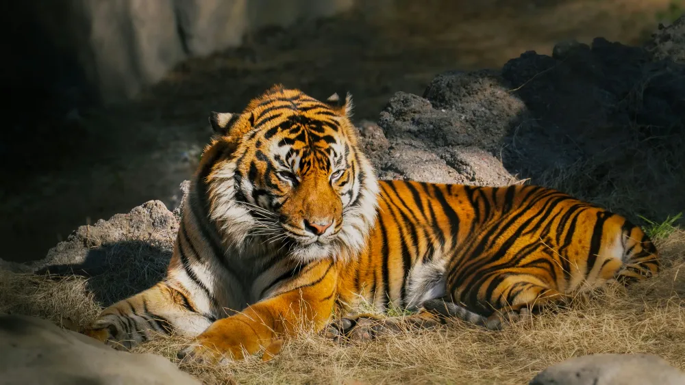A tiger lies on dry grass and rocks, partially in sunlight, looking calm and alert with its head turned slightly to the side.