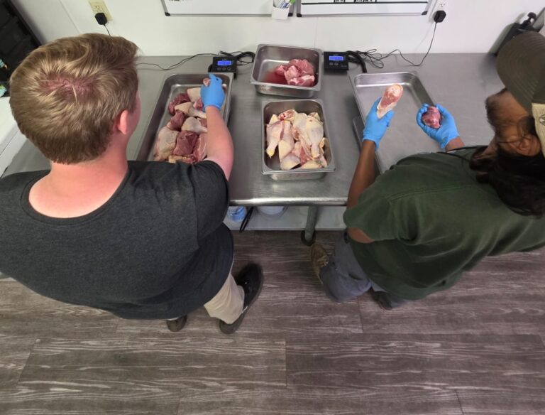 Two people wearing gloves are processing and weighing raw meat pieces on metal trays at a stainless steel table.