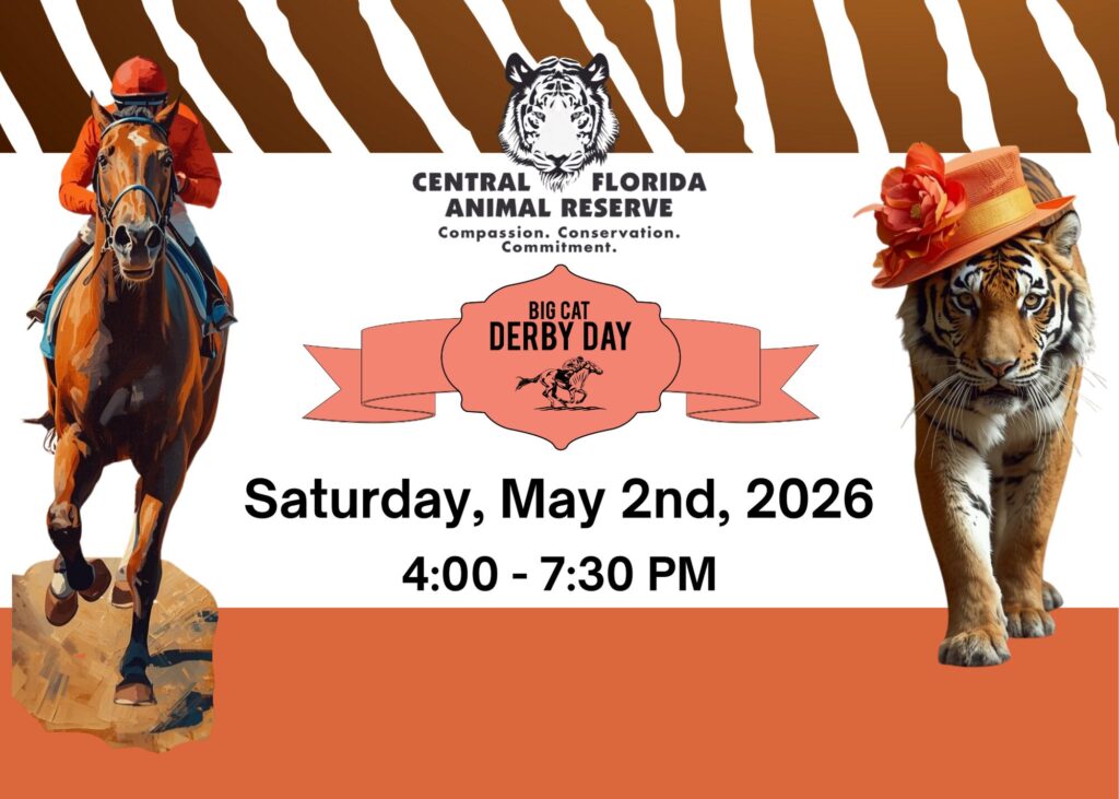 A horse and a tiger in a hat flank text promoting Central Florida Animal Reserve’s Big Cat Derby Day on May 2, 2026, from 4:00 to 7:30 PM. Join the excitement and support Central Florida Animal Reserve’s mission!.
