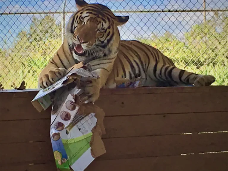 A tiger lies on a wooden platform, using its paws and mouth to tear apart a cardboard box. A chain-link fence and greenery are visible in the background.