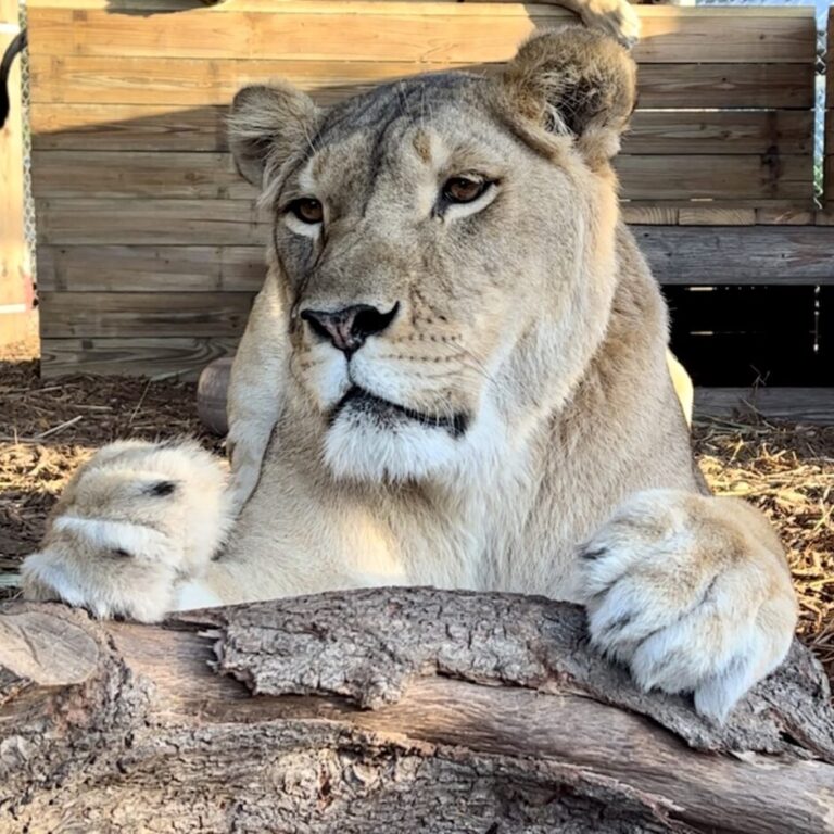 A lioness rests her front paws on a large tree branch, looking forward with a calm expression.