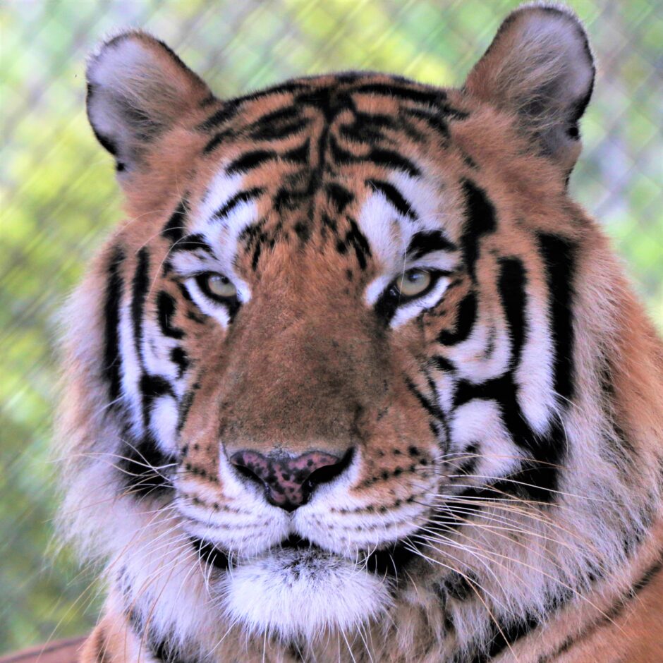 Close-up of an adult tiger's face with a blurred green background and a chain-link fence.