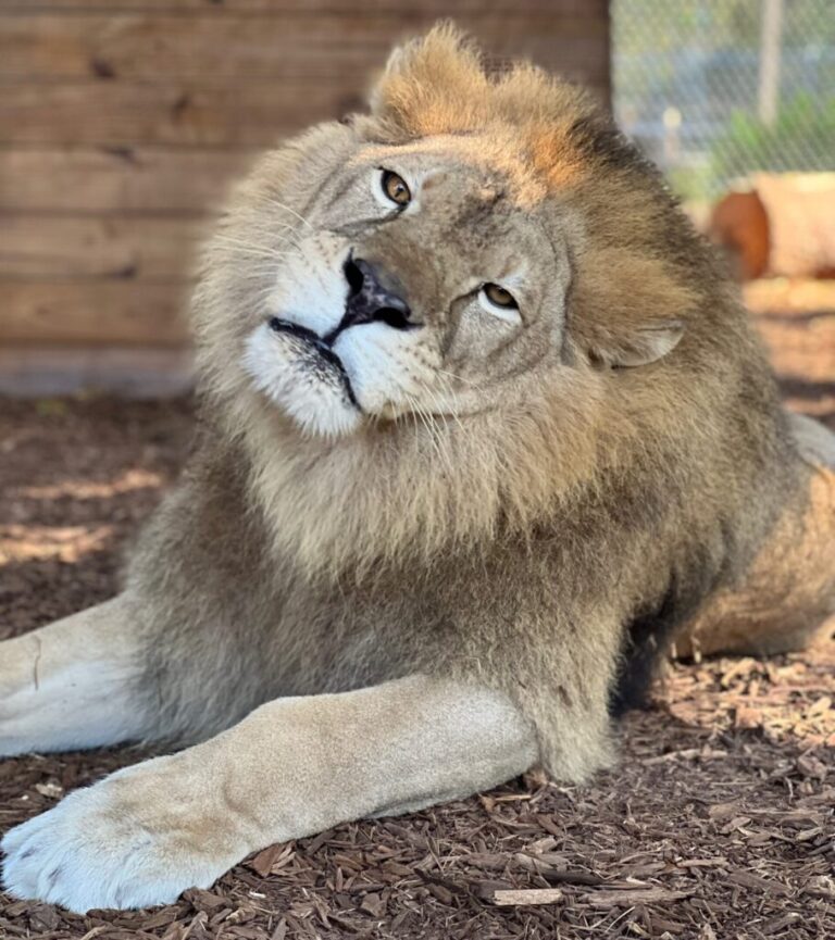 A lion lies on the ground with its head tilted to the side, looking forward. The background includes a wooden structure and wire fence.