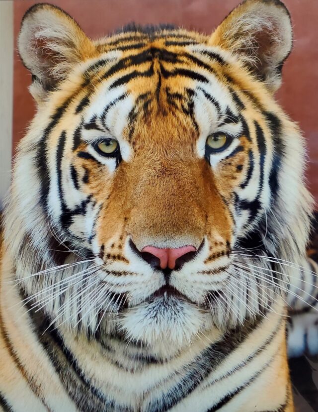 Close-up of an adult tiger facing forward, showing its detailed facial markings, alert eyes, and whiskers against a blurred background.