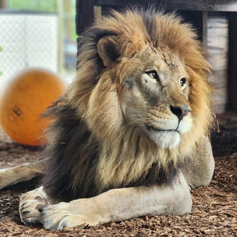 A male lion with a thick mane lies on wood chips, looking to the right. A large orange ball and a fence are visible in the background.