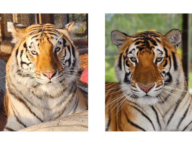 Side-by-side photos of two adult tigers, both facing forward with similar orange and black striped fur. Backgrounds show natural habitats with trees and fencing.