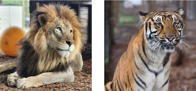 A lion lies on the ground next to an orange ball, and a tiger sits upright, both in separate enclosures.