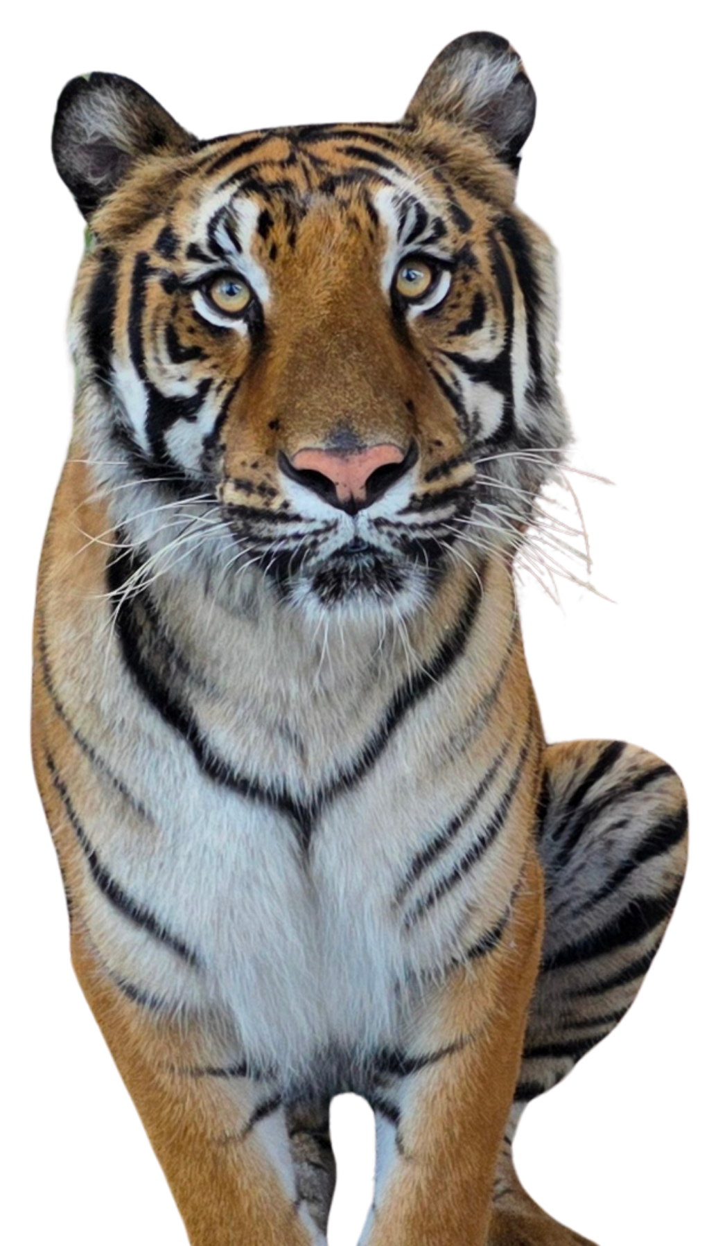 A Bengal tiger from Central Florida Animal Reserve sits facing forward with its front legs extended and head slightly tilted, showing off its striking orange fur with black stripes and white accents.