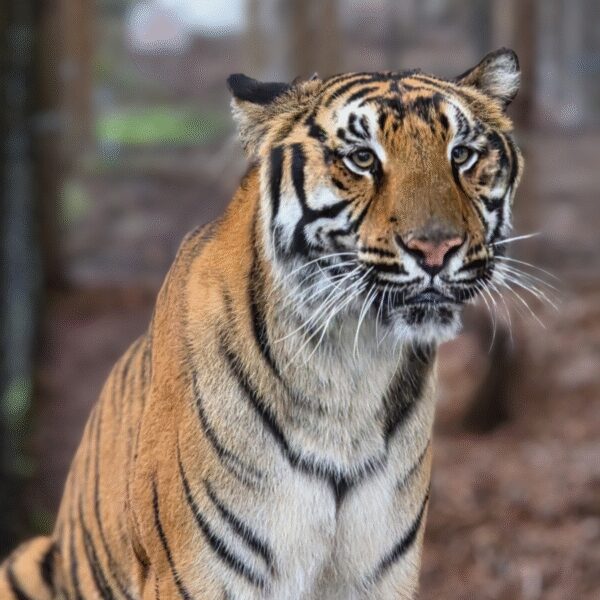 A tiger with orange fur and black stripes sits upright, looking slightly to the side in a natural, wooded enclosure.