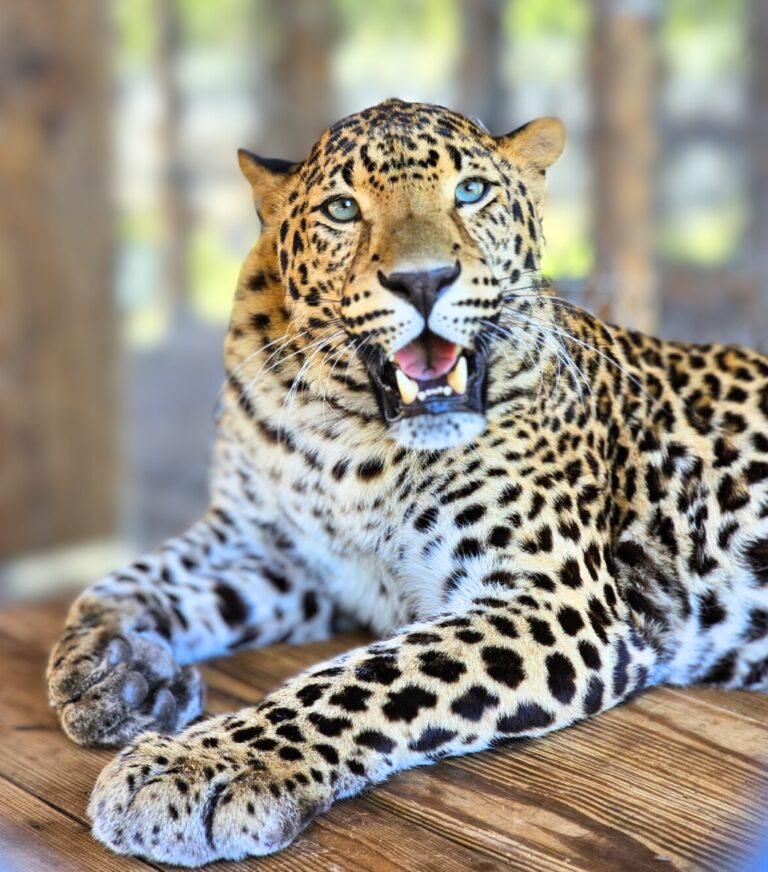 A leopard with blue eyes lies on a wooden surface, mouth slightly open, looking toward the camera.