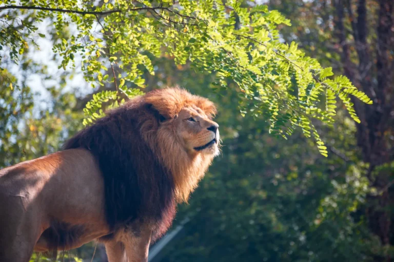 A male lion with a thick mane stands outdoors, gazing upward toward green tree branches in bright sunlight.