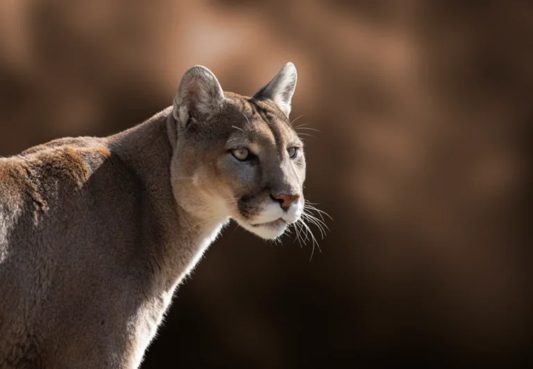 A puma stands alert, looking to the side with a focused expression, against a blurred brown background.