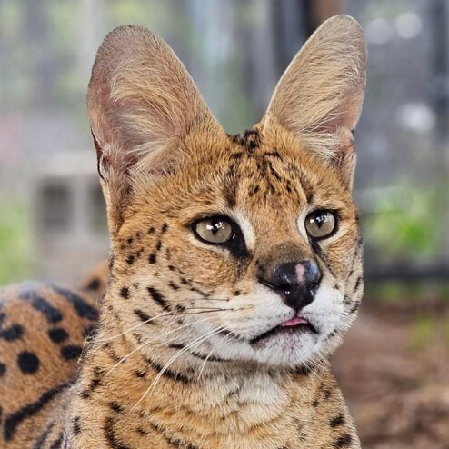 A close-up of a serval, a wild African cat, with large ears, spotted fur, and a focused gaze. The background is blurred greenery and a fence—an image that embodies the keen observation and partnership found in initiatives like the CFAR partner program.