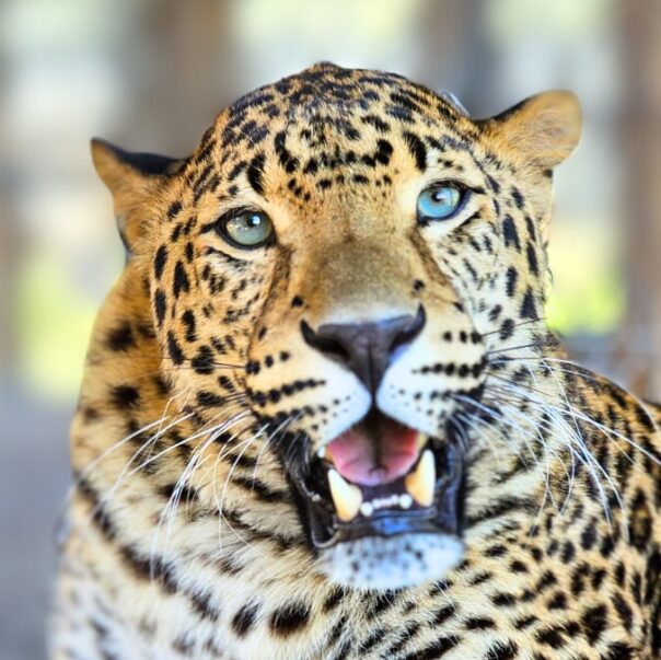 Close-up of a leopard with its mouth open, showing sharp teeth. The leopard has bright, piercing eyes and distinctive black spots on its golden fur. The background is blurred, drawing attention to the animal’s powerful presence—much like the focused vision behind the CFAR partner program.